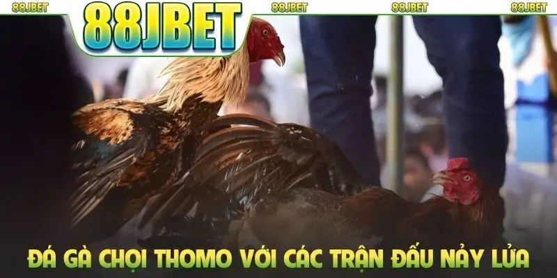 Đá Gà Chọi Thomo - Đấu Trường Phát Sóng Trực Tiếp HD Sắc Nét 1 Đá gà chọi Thomo với các trận đấu nảy lửa