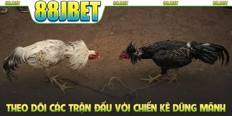 Đá Gà Chọi Thomo - Đấu Trường Phát Sóng Trực Tiếp HD Sắc Nét 2 Theo dõi các trận đấu với những chiến kê dũng mãnh