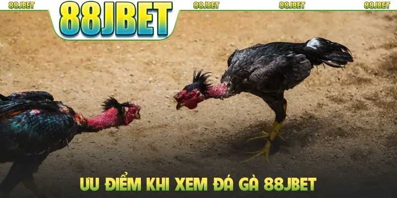 Đá gà 88jbet 3 Ưu điểm khi xem đá gà 88JBET